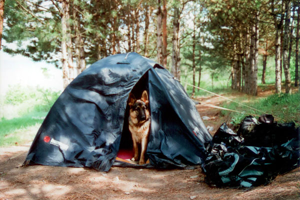 Собака в палатке
